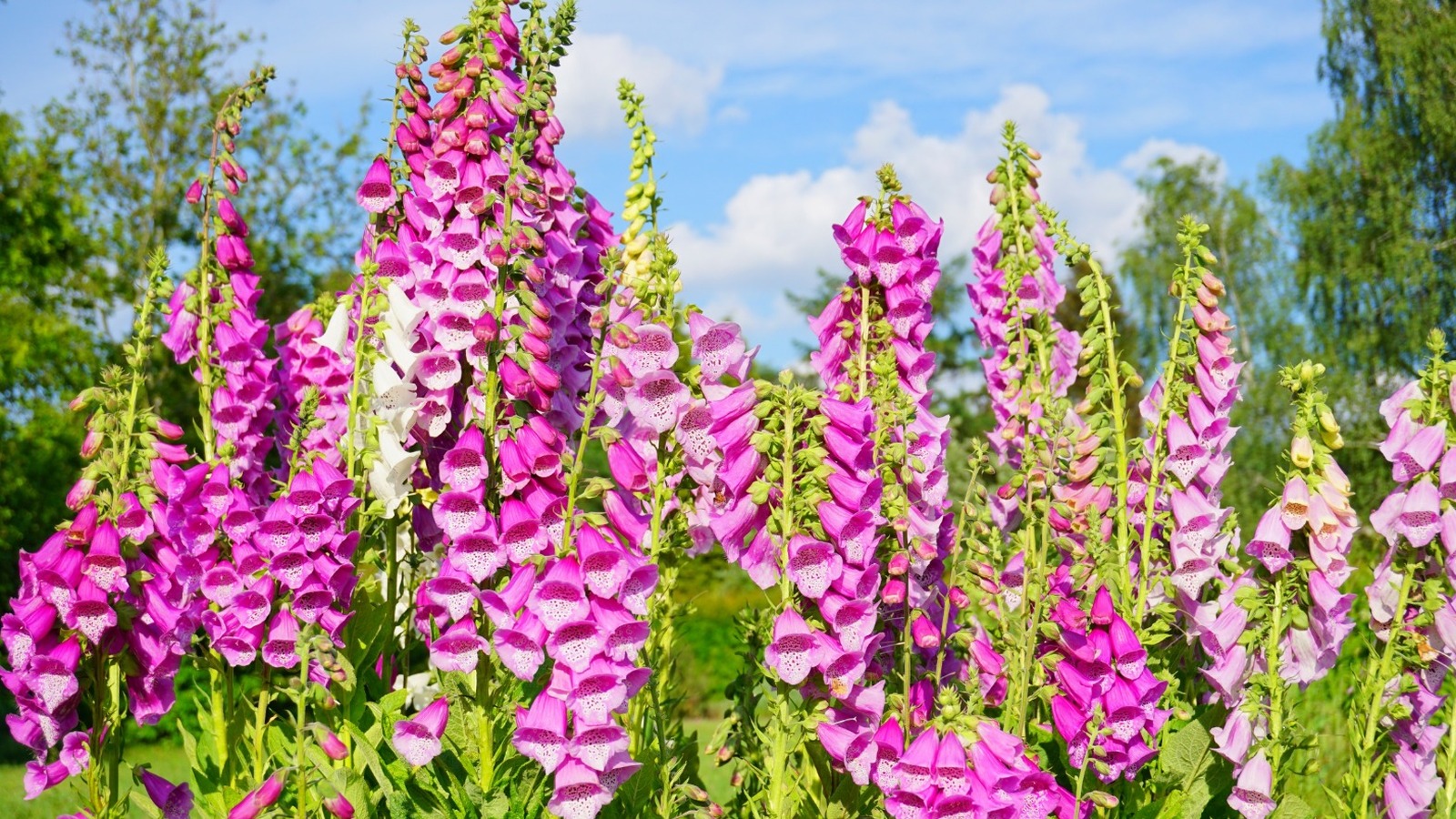 How To Successfully Grow Foxgloves