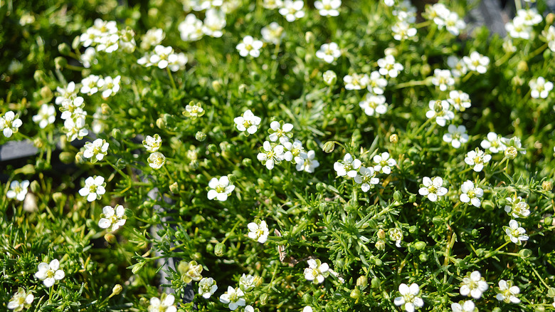 Irish moss with white flowers 