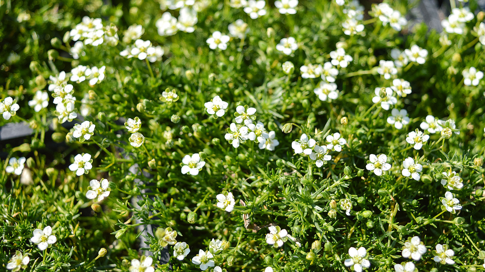Is moss best sale toxic to dogs