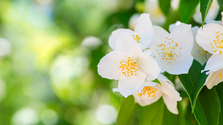 Jasmine flower