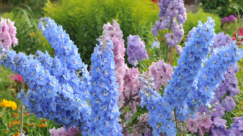 Hearty mature larkspur