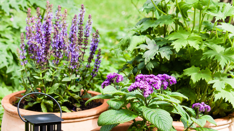 Larkspur in pot