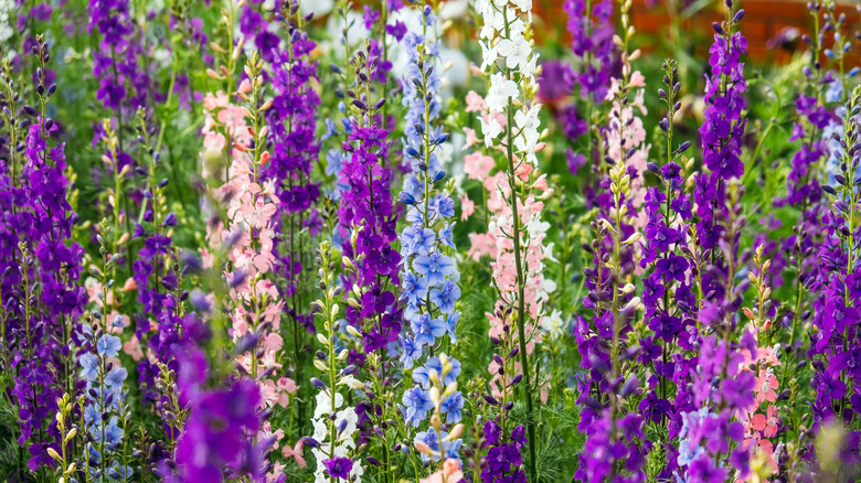 Blooming larkspur flowers