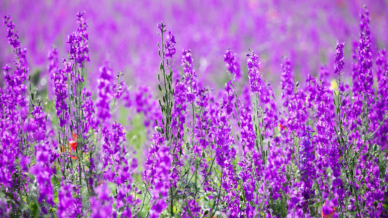 Larkspur in a field