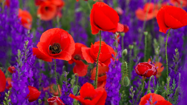 Larkspur close-up