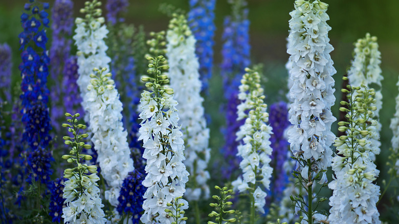 Shades of larkspur
