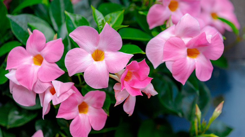 Pink mandevilla blooms