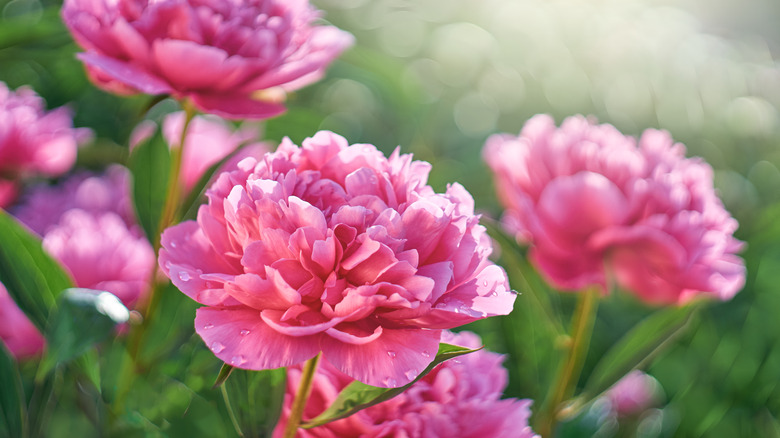 pink peonies