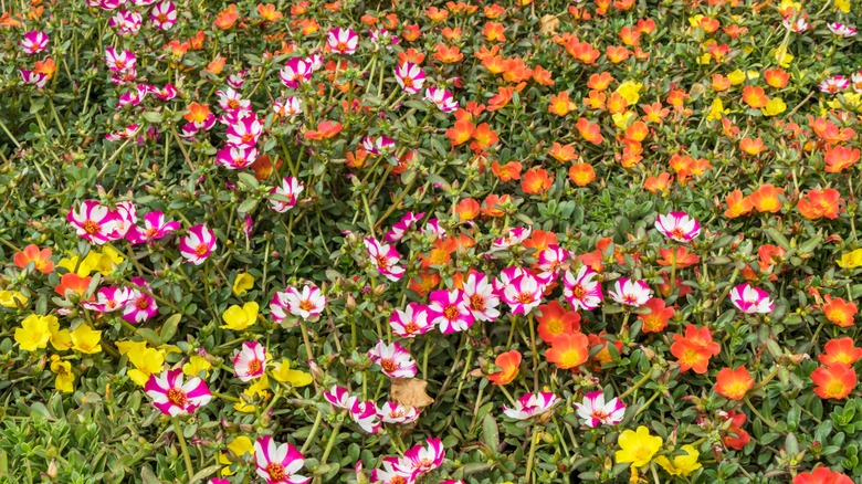 Muti-colored moss rose