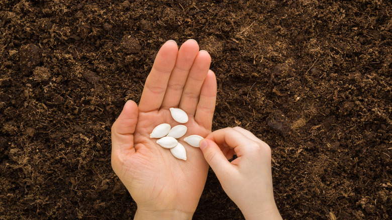 Pumpkin seeds sitting in someone's hands