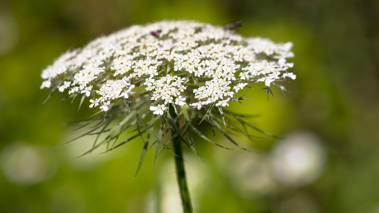 Queen Anne's lace close-up