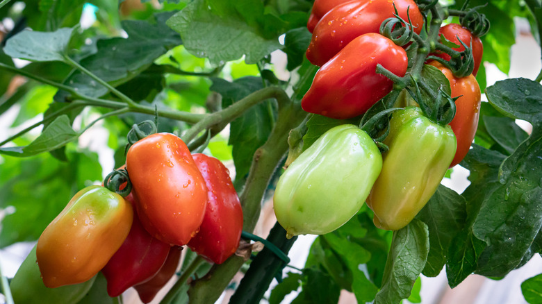 Roma tomatoes on the vine