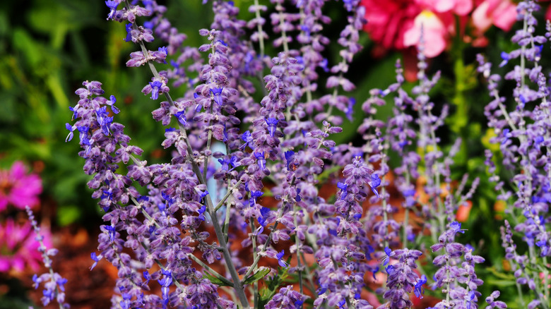 Flowering salvia yangii stems