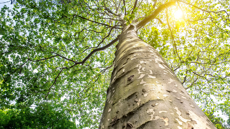 Sycamore tree