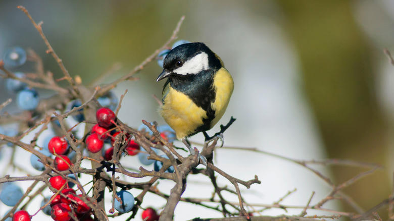 bird on hawthorn bush during the winter