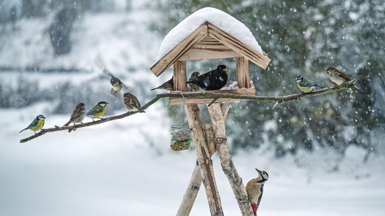 bird house with multiple birds in winter