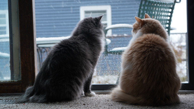 cats looking outside the window at the snow