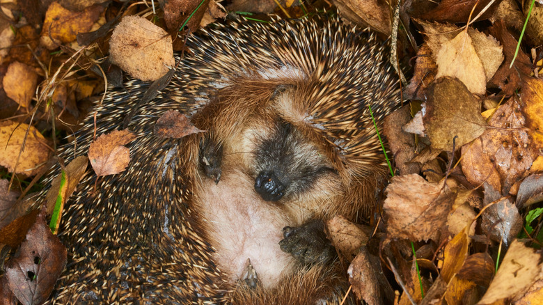 hedgehog in the fallen leaves