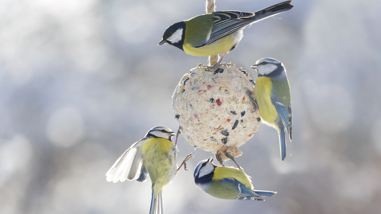 four birds eating fro a fat ball on a winter day