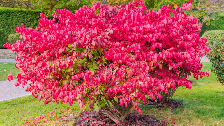 burning bush plant