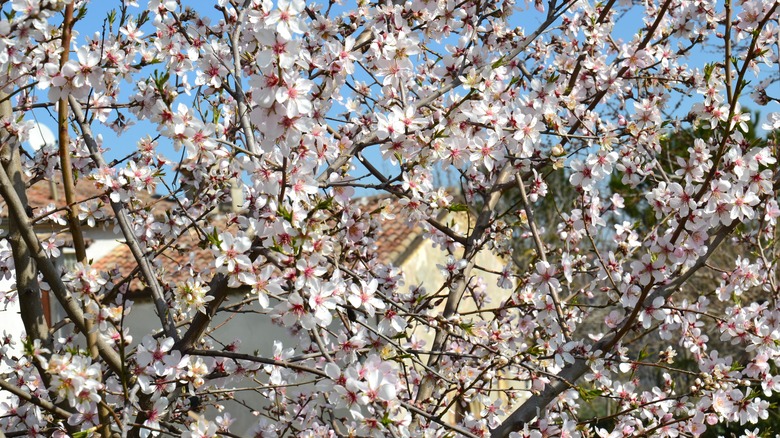 A Flowering Almond Tree