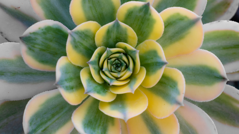 Close up of sunburst succulent