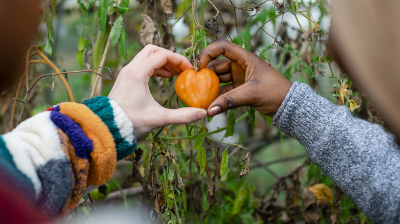 hands holding heart-shaped tomato in winter