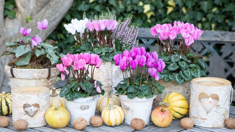 Multiple potted cyclamen
