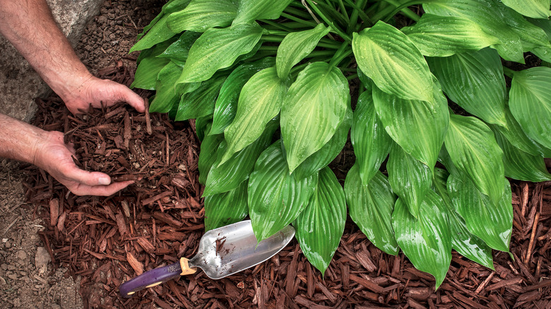 Man spreading mulch around hosta