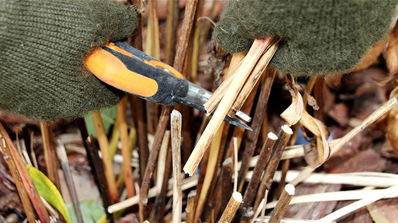 Person pruning peonies in fall