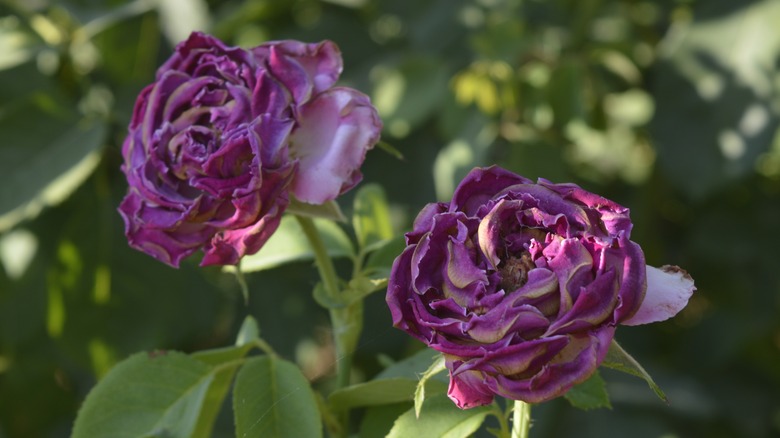 rose petals turning brown from heat