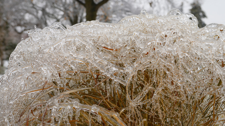 switchgrass covered in ice