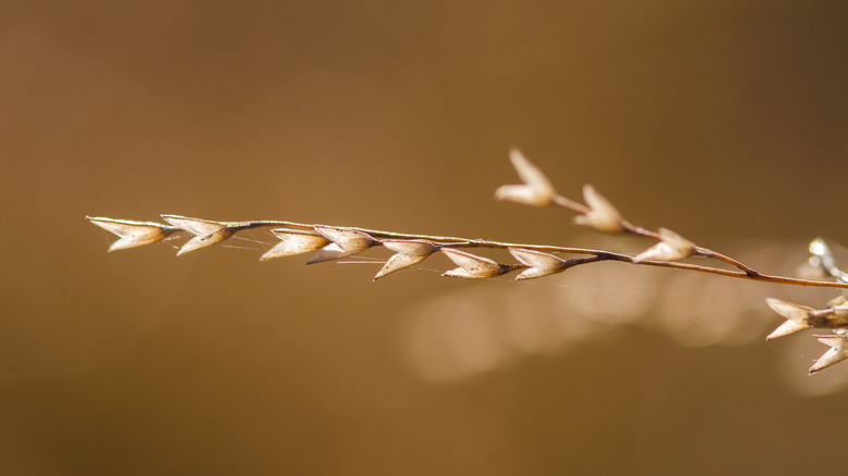 switchgrass seedhead