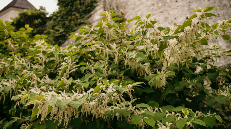 Japanese knotweed plant grows in front of stone building
