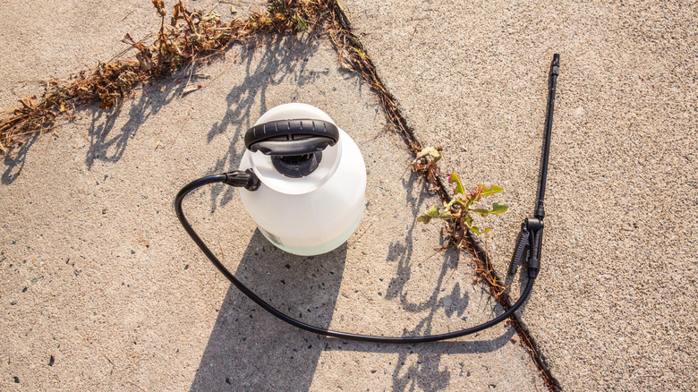 pump sprayer laying on concrete with weeds growing through the cracks