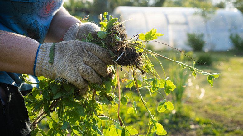 Close-up of a person removing weeds in their yard.