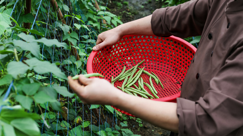 A gardener plucks green beans from the vine and puts them into a red basket.