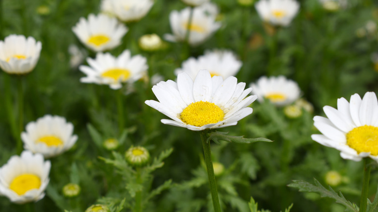 A close-up of daisies in a field