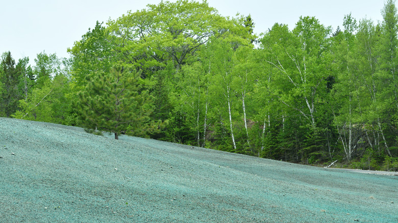 hydroseeded field