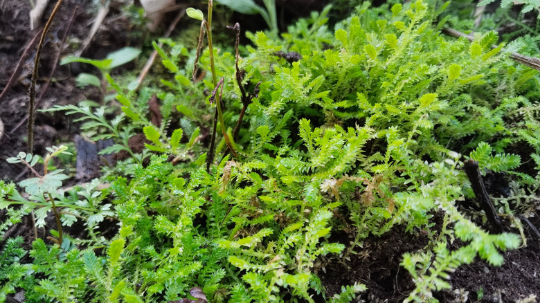 A close-up of moss growing in a garden