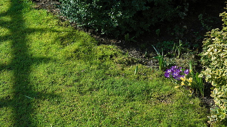 Moss growing around a garden bed with flowers