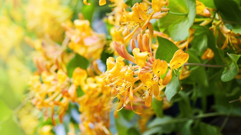 yellow honeysuckle flowers