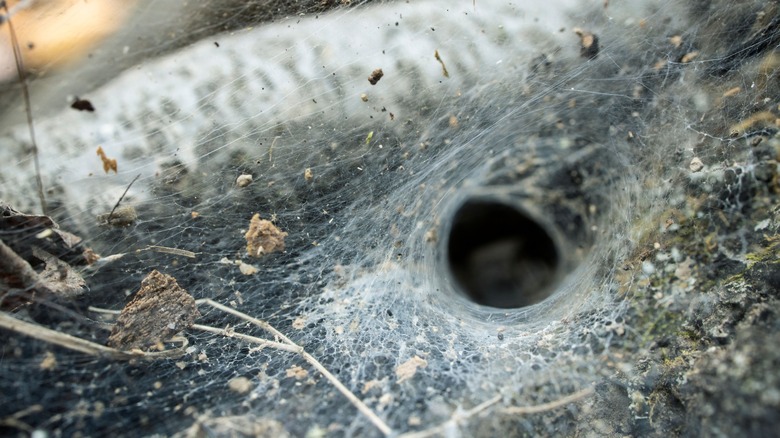 Funnel weaver spider web