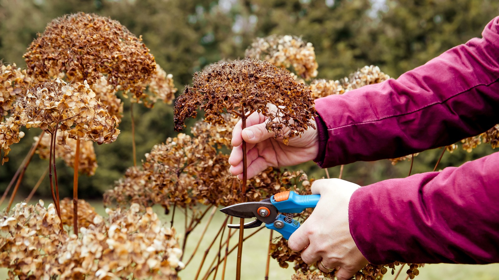 How To Tell If Your Beloved Hydrangeas Are Dying Or Dormant