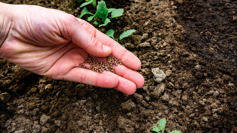 Hand holding seeds over garden bed.