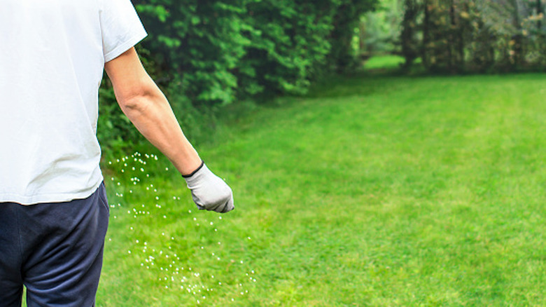 A gardener scatters seed across his lawn.