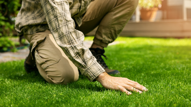 A person touches healthy, green grass in a maintained lawn