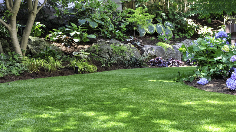 Turfgrass grows under the shade of multiple trees.