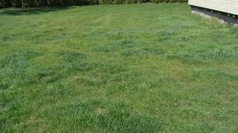 uneven grass growth