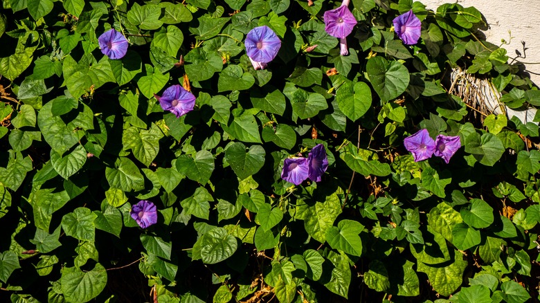 purple morning glories